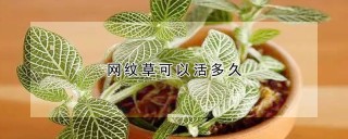 网纹草可以活多久,第1图