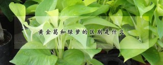 黄金葛和绿萝的区别是什么,第1图