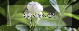 茉莉花怎么过冬,第1图