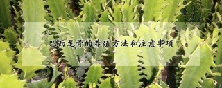 巴西龙骨的养殖方法和注意事项,第1图