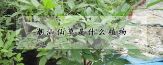 潮汕仙草是什么植物,第1图