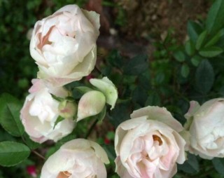 蔷薇花的花语是什么，代表着一种思念的爱/不同颜色不同花语,第3图