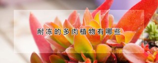 耐冻的多肉植物有哪些,第1图