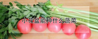 小花盆能种什么蔬菜,第1图