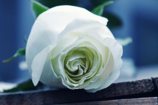 白玫瑰花语19朵,第2图