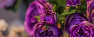 紫玫瑰的花语,第1图
