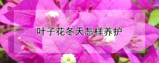 叶子花冬天怎样养护,第1图