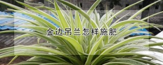 金边吊兰怎样施肥,第1图