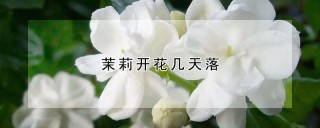 茉莉开花几天落,第1图