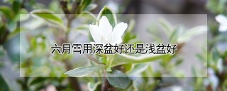 六月雪用深盆好还是浅盆好,第1图