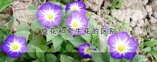 旋花和牵牛花的区别,第1图