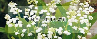 铃兰一年开几次花,第1图