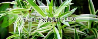 吊兰叶子发黄是什么原因,第1图