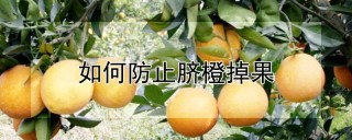 如何防止脐橙掉果,第1图