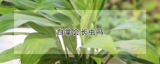 白掌会长虫吗,第1图