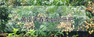 黄皮果春季如何施肥,第1图