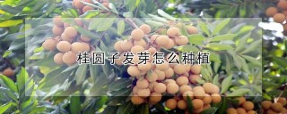 桂圆子发芽怎么种植,第1图