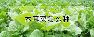 木耳菜怎么种,第1图