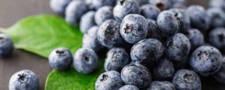 蓝莓籽能种植吗,第1图