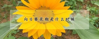 向日葵花期是什么时候,第1图