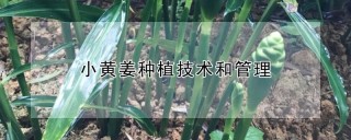 小黄姜种植技术和管理,第1图
