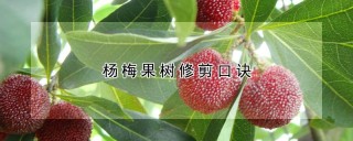 杨梅果树修剪口诀,第1图