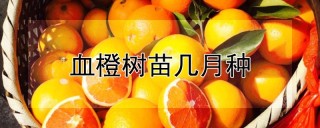 血橙树苗几月种,第1图