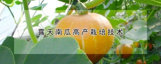 露天南瓜高产栽培技术,第1图