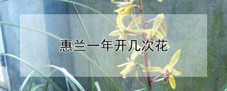 惠兰一年开几次花,第1图