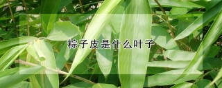 粽子皮是什么叶子,第1图