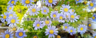 小雏菊和洋甘菊是同一种花吗,第1图