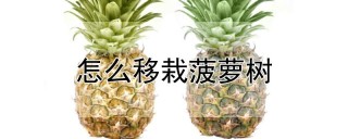 怎么移栽菠萝树,第1图