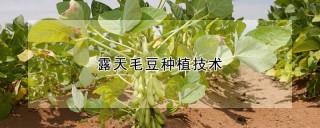 露天毛豆种植技术,第1图