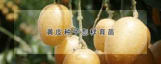 黄皮种子怎样育苗,第1图