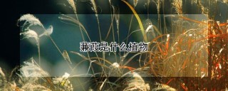 蒹葭是什么植物,第1图