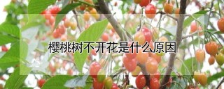 樱桃树不开花是什么原因,第1图