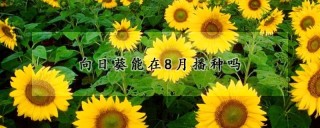 向日葵能在8月播种吗,第1图