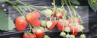 黑草莓品种,第1图