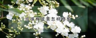 珍珠梅盆景怎样修剪,第1图