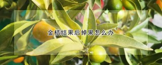 金桔结果后掉果怎么办,第1图