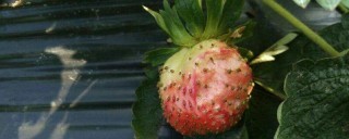 草莓长虫子怎么办,第1图