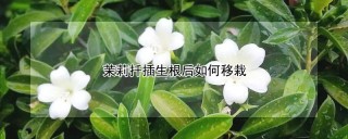 茉莉扦插生根后如何移栽,第1图