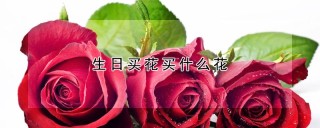 生日买花买什么花,第1图