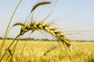 大麦的寓意和象征,第3图