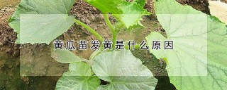 黄瓜苗发黄是什么原因,第1图