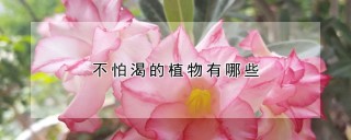 不怕渴的植物有哪些,第1图