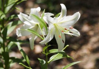 百合花怎么修剪，百合花的修剪方法图解,第5图