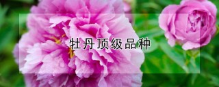 牡丹顶级品种,第1图