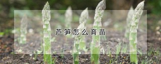 芦笋怎么育苗,第1图