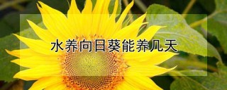 水养向日葵能养几天,第1图